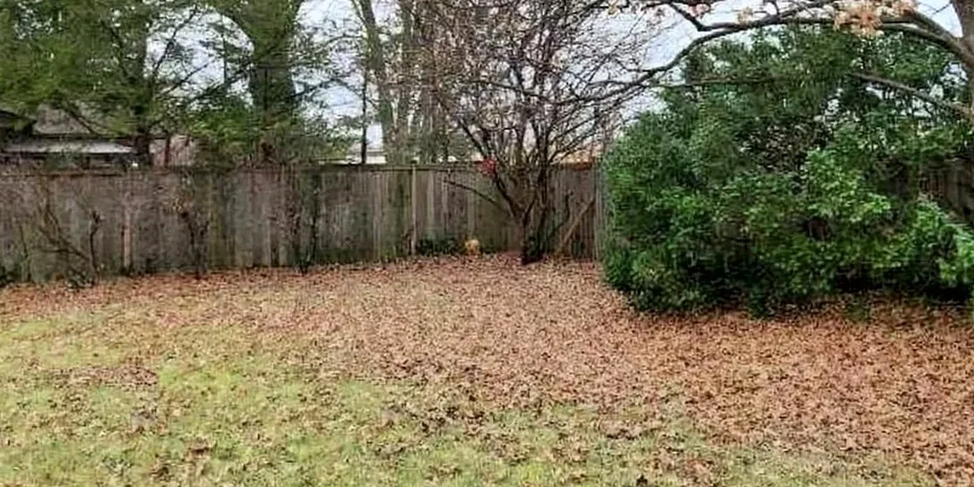 Backyard lawn covered with fallen leaves before cleanup