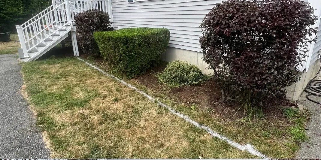 Before landscaping - side of house with overgrown shrubs